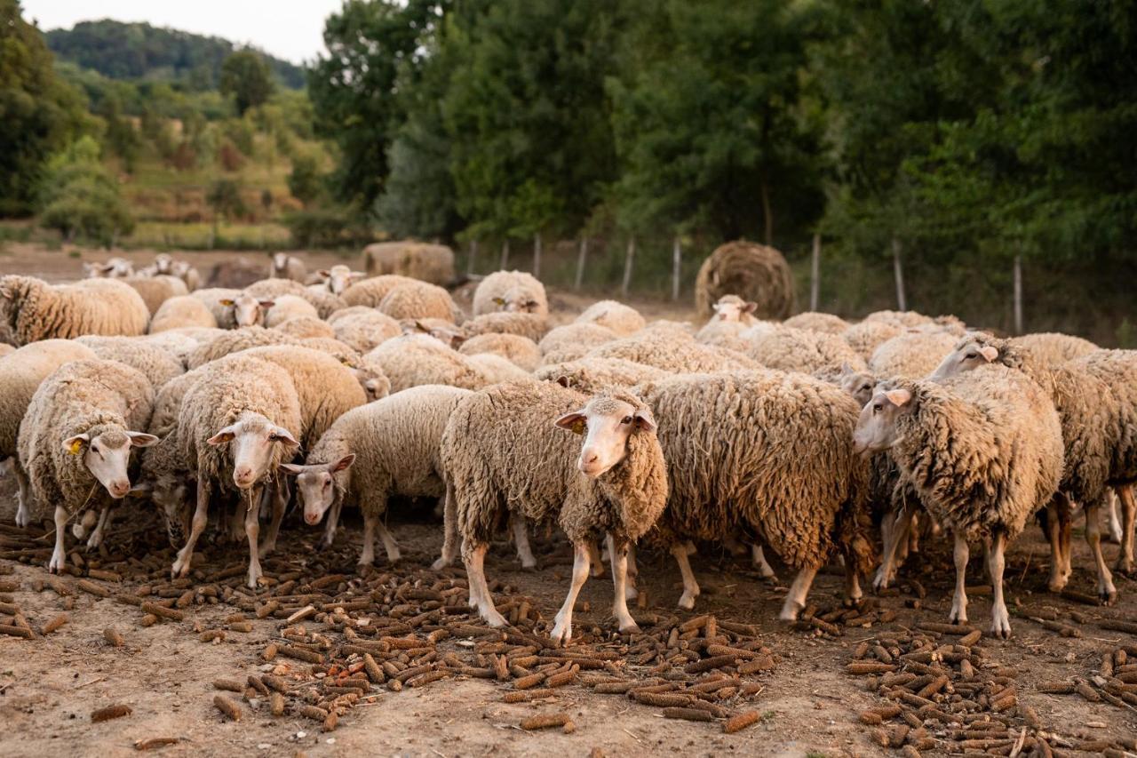 Salas 318 - Farm Experience Landhuis Brodski Drenovac